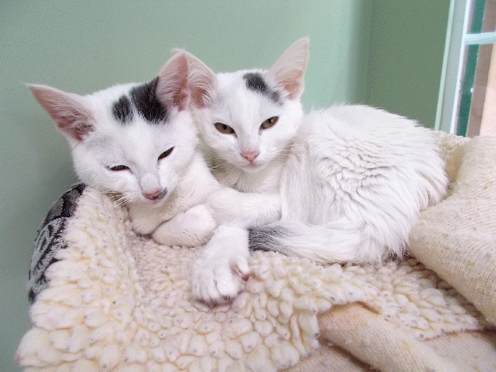 Twin Kitties at Pet Orphans of Southern California