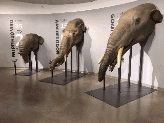 Display of early mammoth species at the La Brea Tar Pits