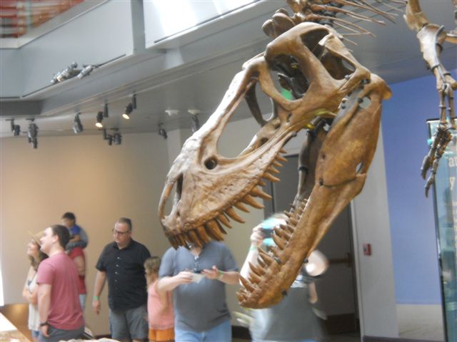 T-Rex Dinosaur at the LA County Natural History Museum